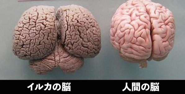 イルカの脳と人間の脳