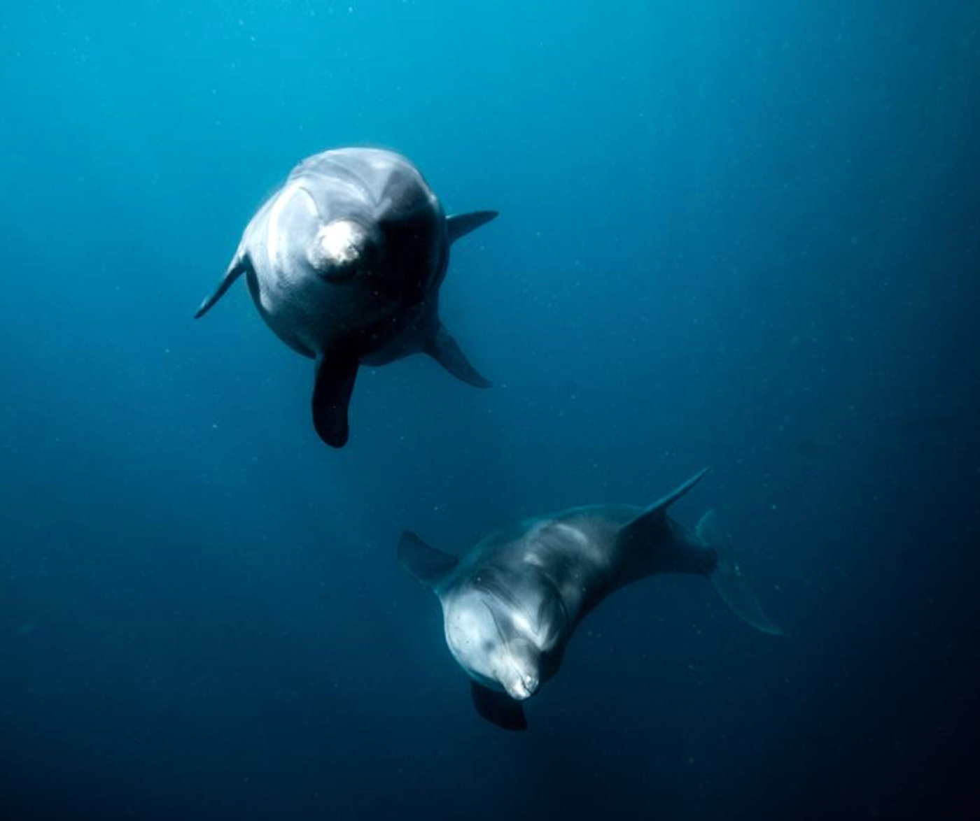 救助されたイルカがサンクチュアリーの深い海水で泳ぎます