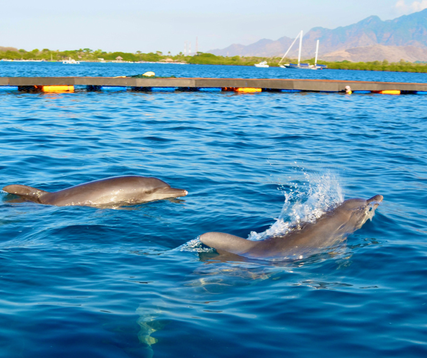 海の自然なリズム、潮汐、潮流、生きた魚の存在などを身に着けることができます