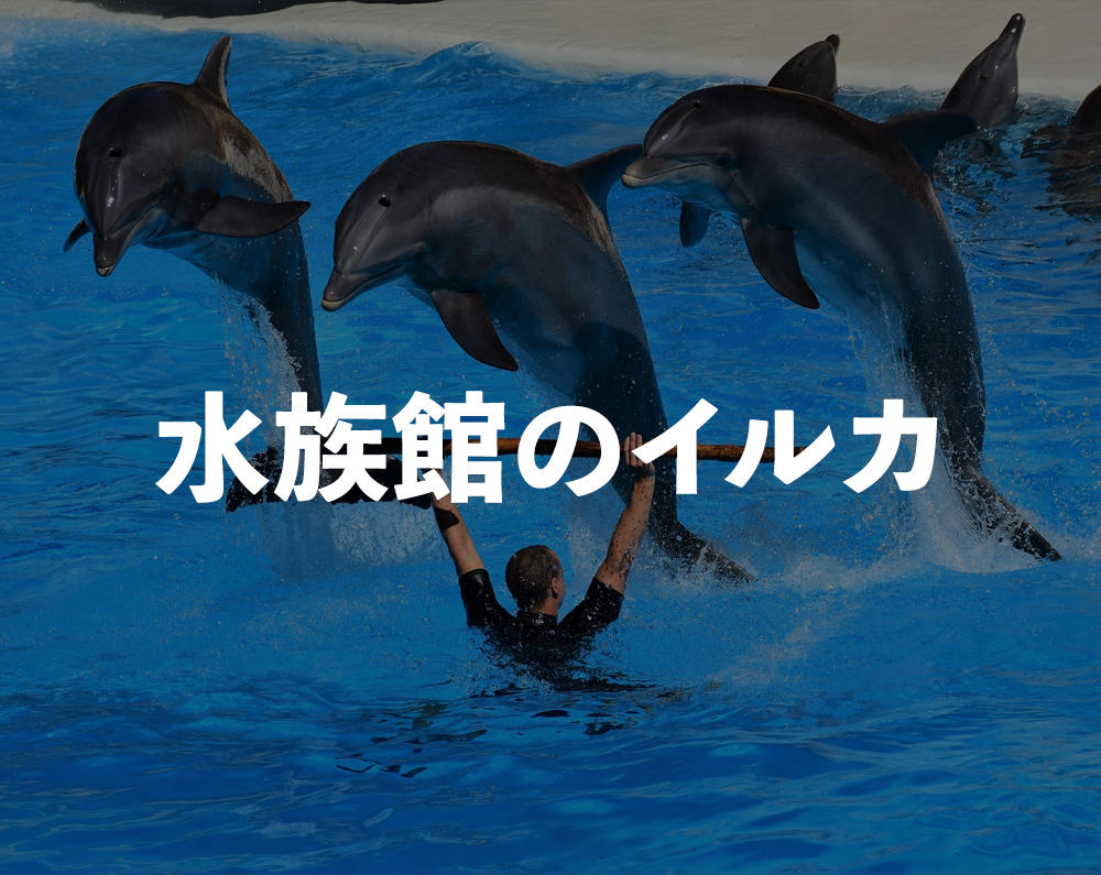 ドルフィン プロジェクト 一生にイルカを守ろう ドルフィン プロジェクト 一生にイルカを守ろう