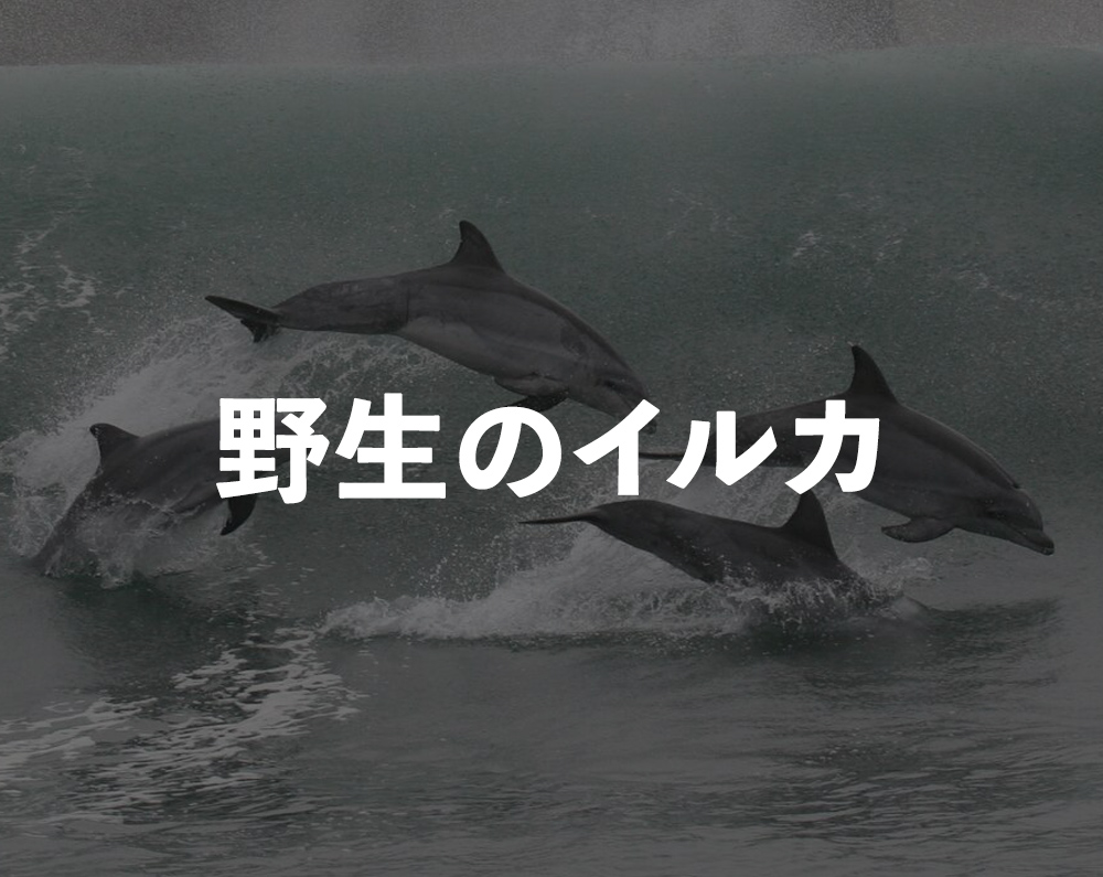 ドルフィン プロジェクト 一生にイルカを守ろう ドルフィン プロジェクト 一生にイルカを守ろう