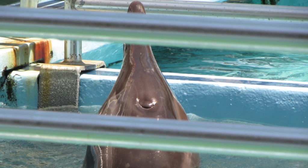 シワハイルカの飼育