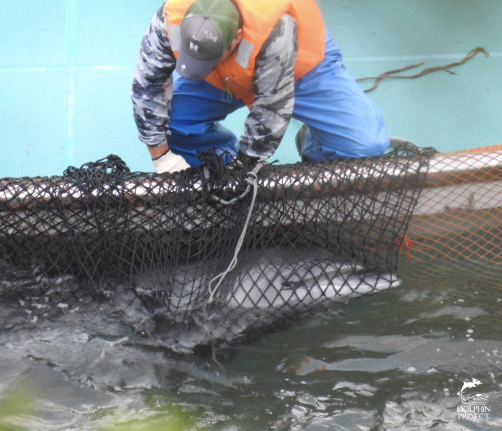 太地町のイルカの追い込み漁・バンドウイルカの水族館用の捕獲