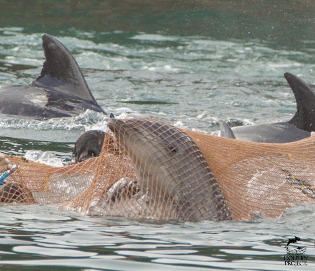 太地町のイルカの追い込み漁・バンドウイルカの水族館用の捕獲・網に引っかかったイルカの赤ちゃん