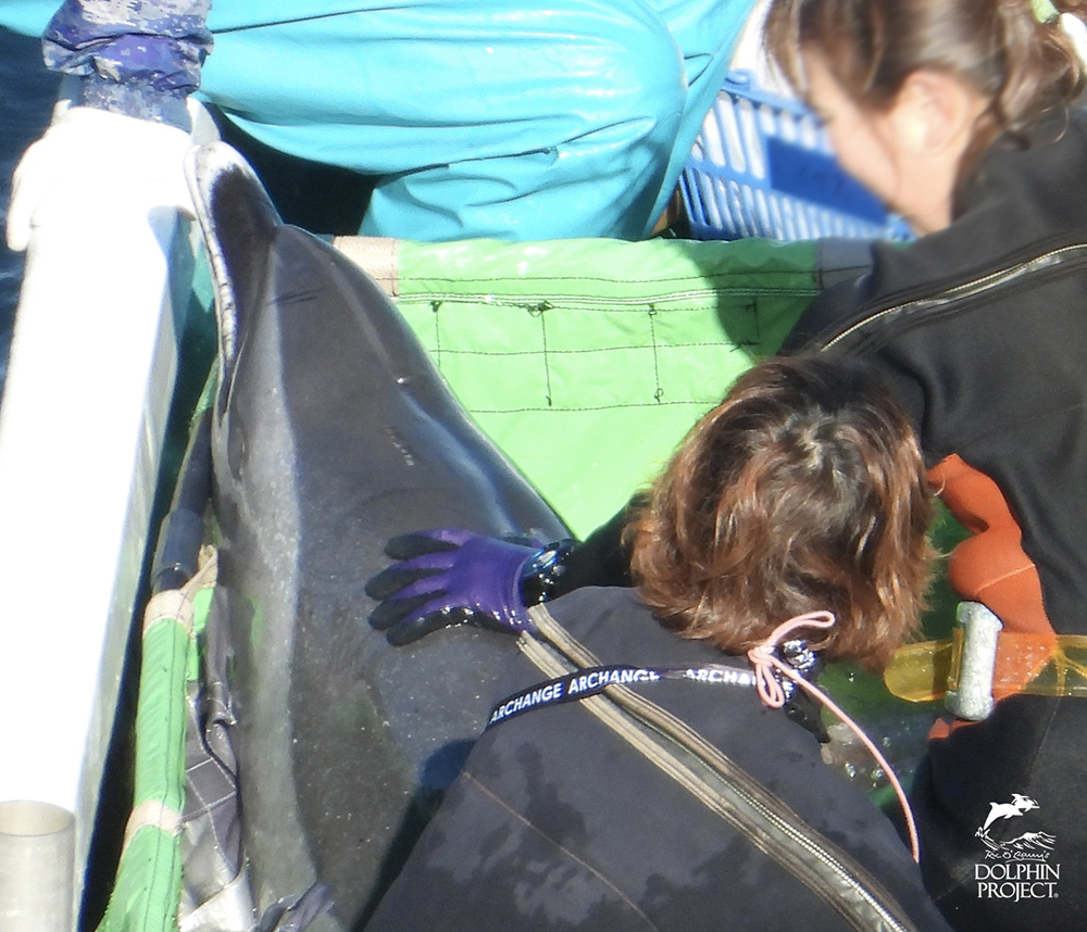 太地町のイルカの追い込み漁・水族館用に捕獲されたマダライルカ