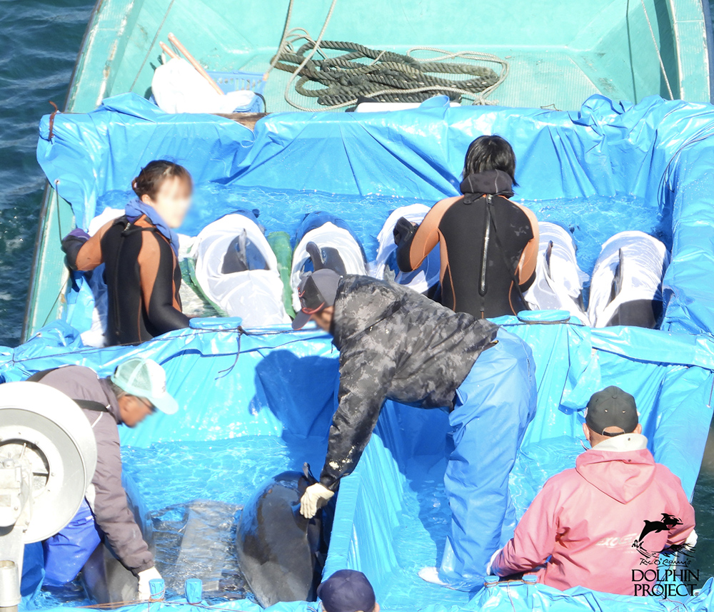 太地町のイルカの追い込み漁・水族館用に捕獲されたマダライルカ