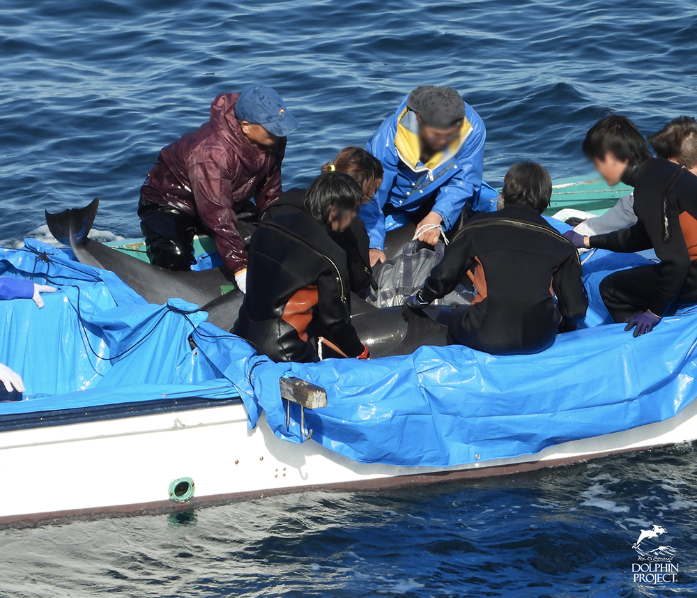 太地町のイルカの追い込み漁・水族館用に捕獲されたマダライルカ