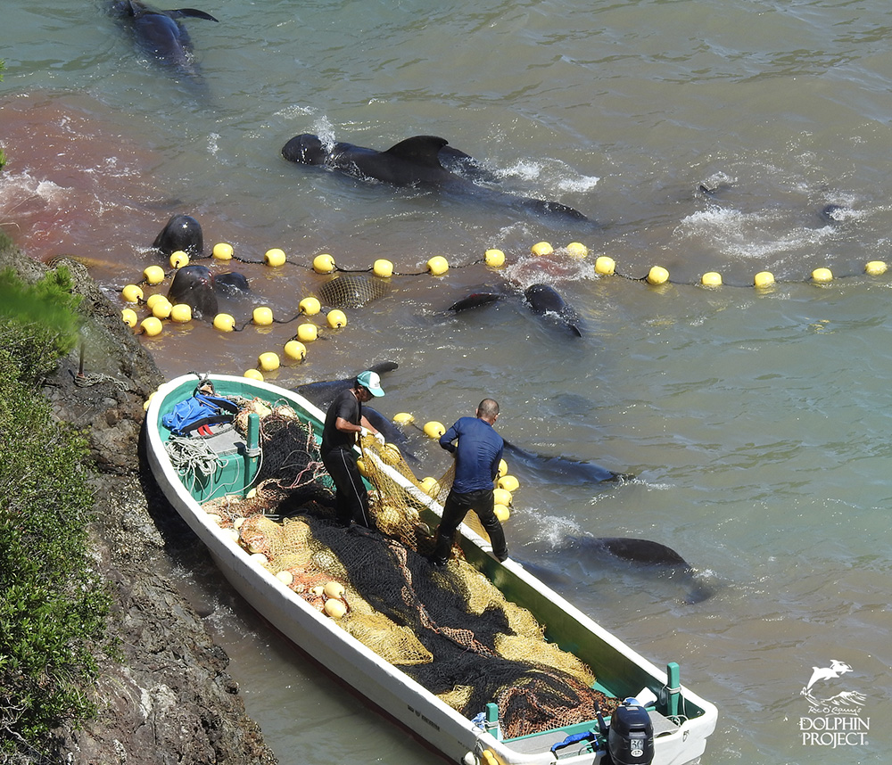 太地町のイルカの追い込み漁・コビレゴンドウ