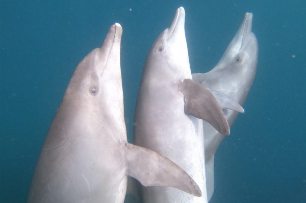 救助された３頭のイルカのリハビリ